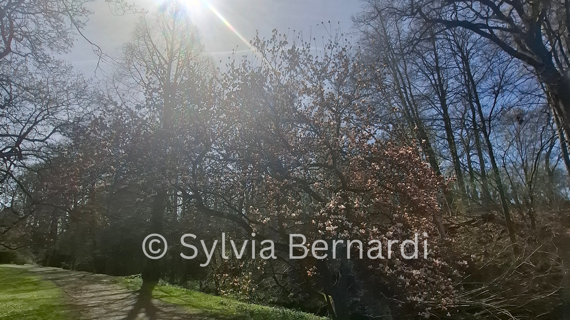 Spring Sunburst Dutch Park in Bloom