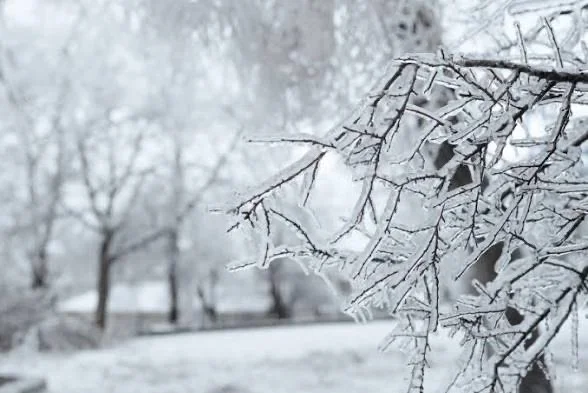 Tree branches covered in snow in a winter landscape
