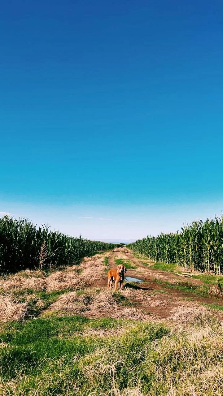 WhatsApp Image 2026-02-15 at 16.48.03 (1).jpeg