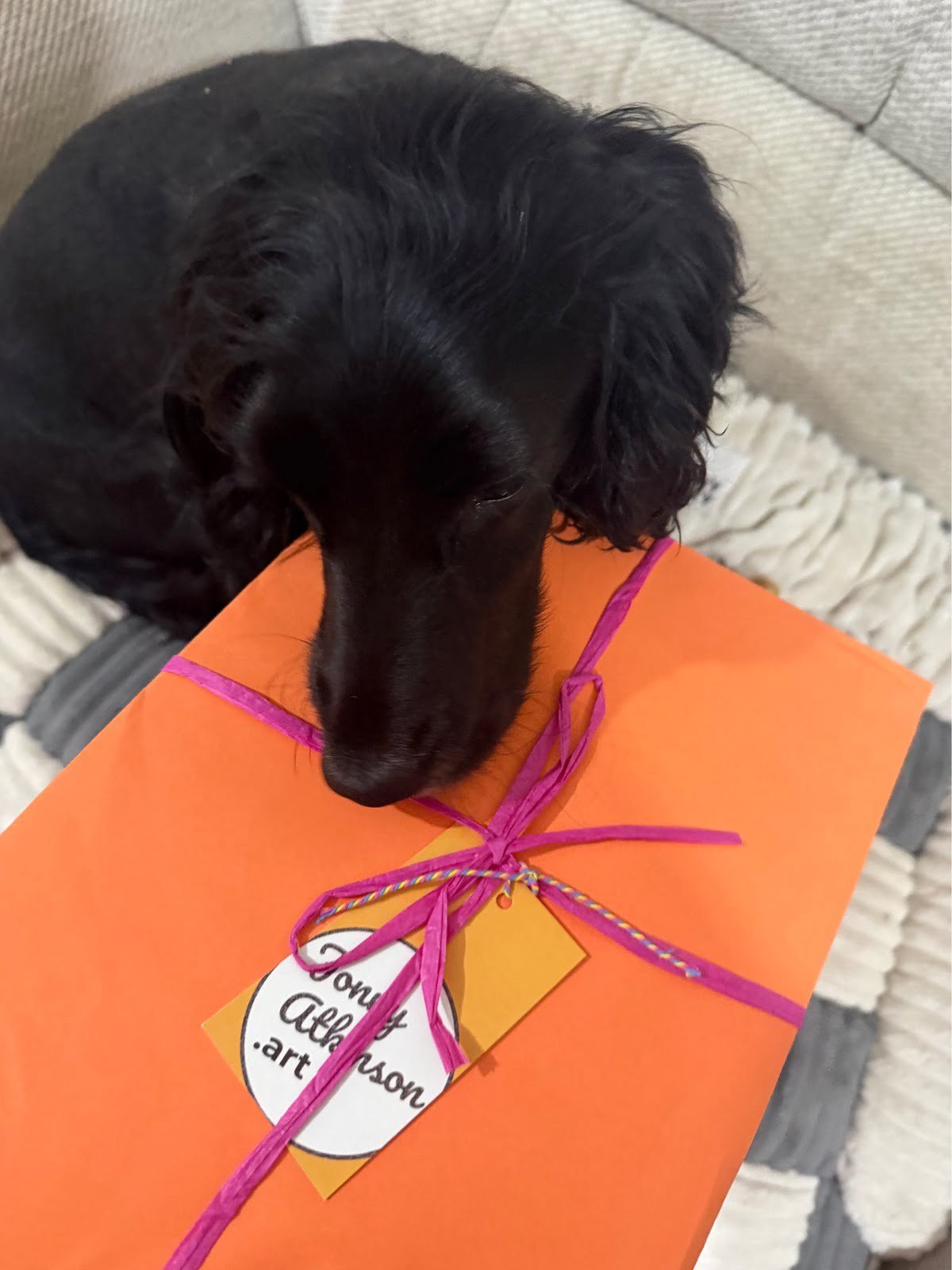 Tilly the cocker spaniel next to her packaged pet portrait