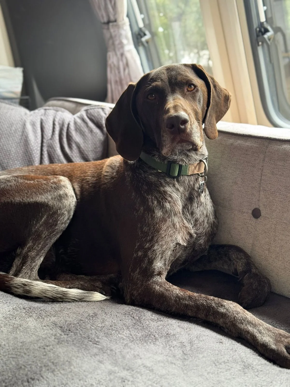 Pet portrait reference photo of Dutch