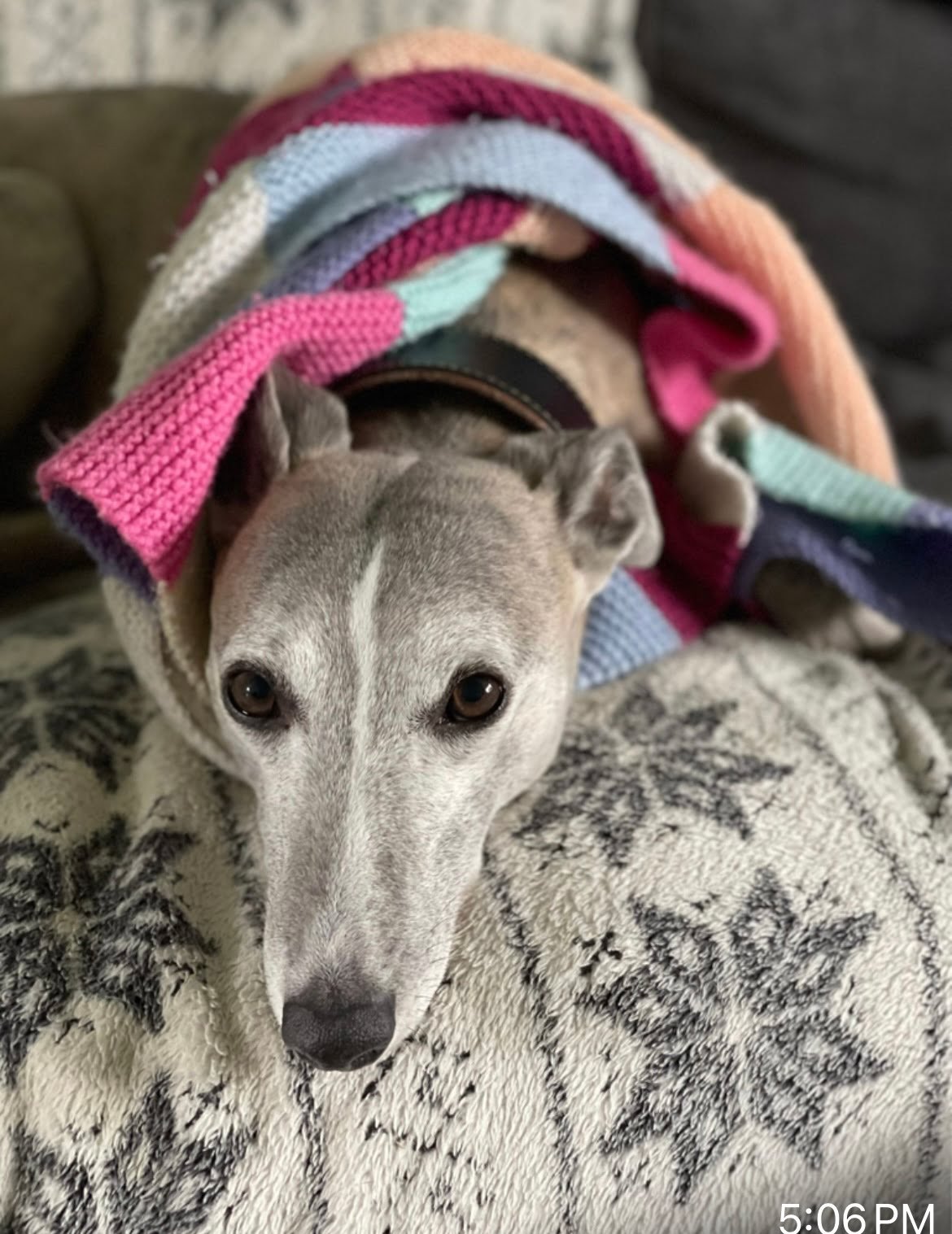 Reference photo of whippet under blanket for custom pet portrait