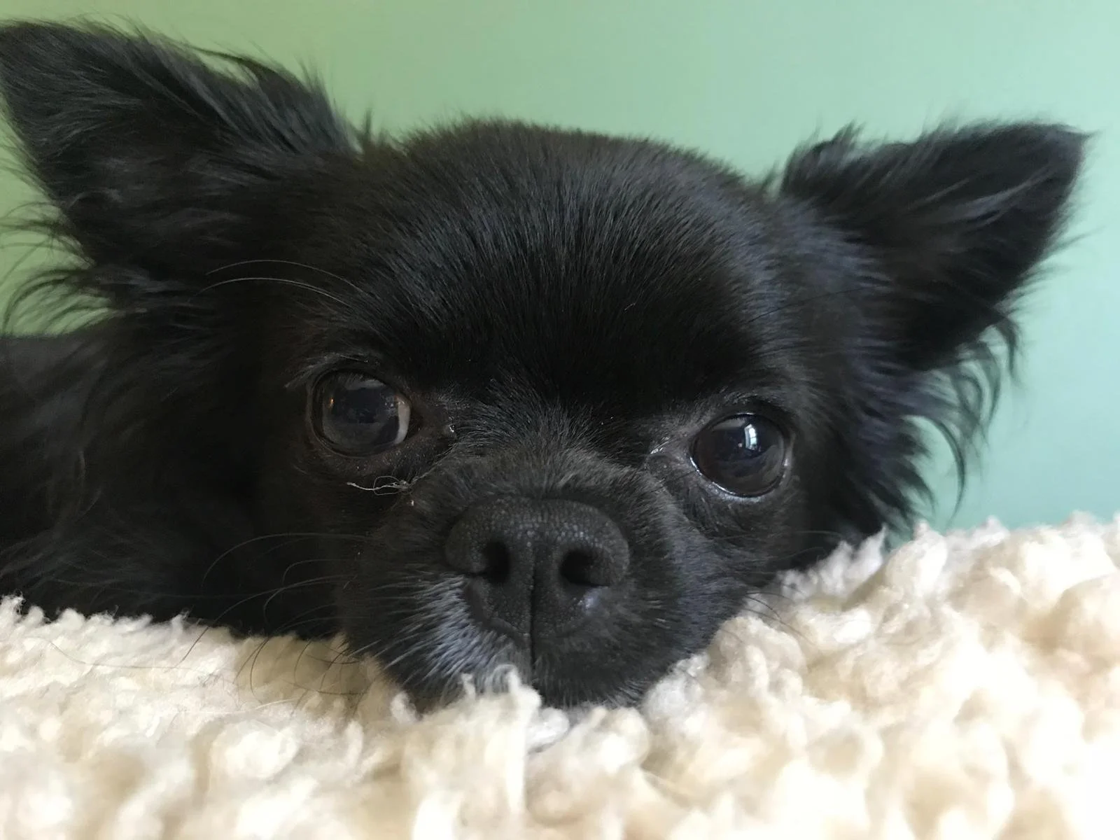 How to choose the best photo for a pet portrait