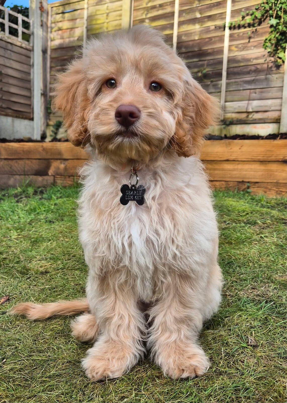 Reference photo of Maverick for his pet portrait