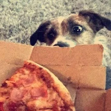 Reference photo of Dudley the Parson Russell Terrier used for a custom pet portrait