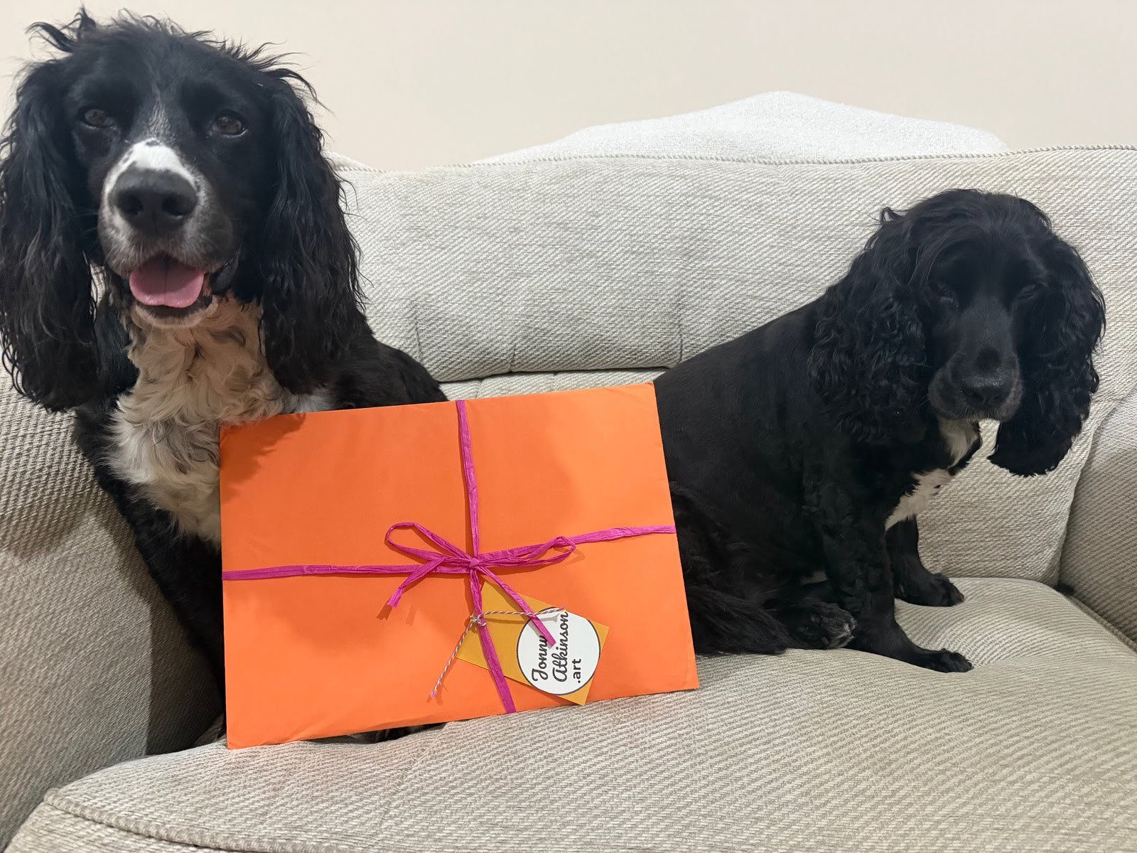 Two cocker spaniels next to their packaged pet portrait