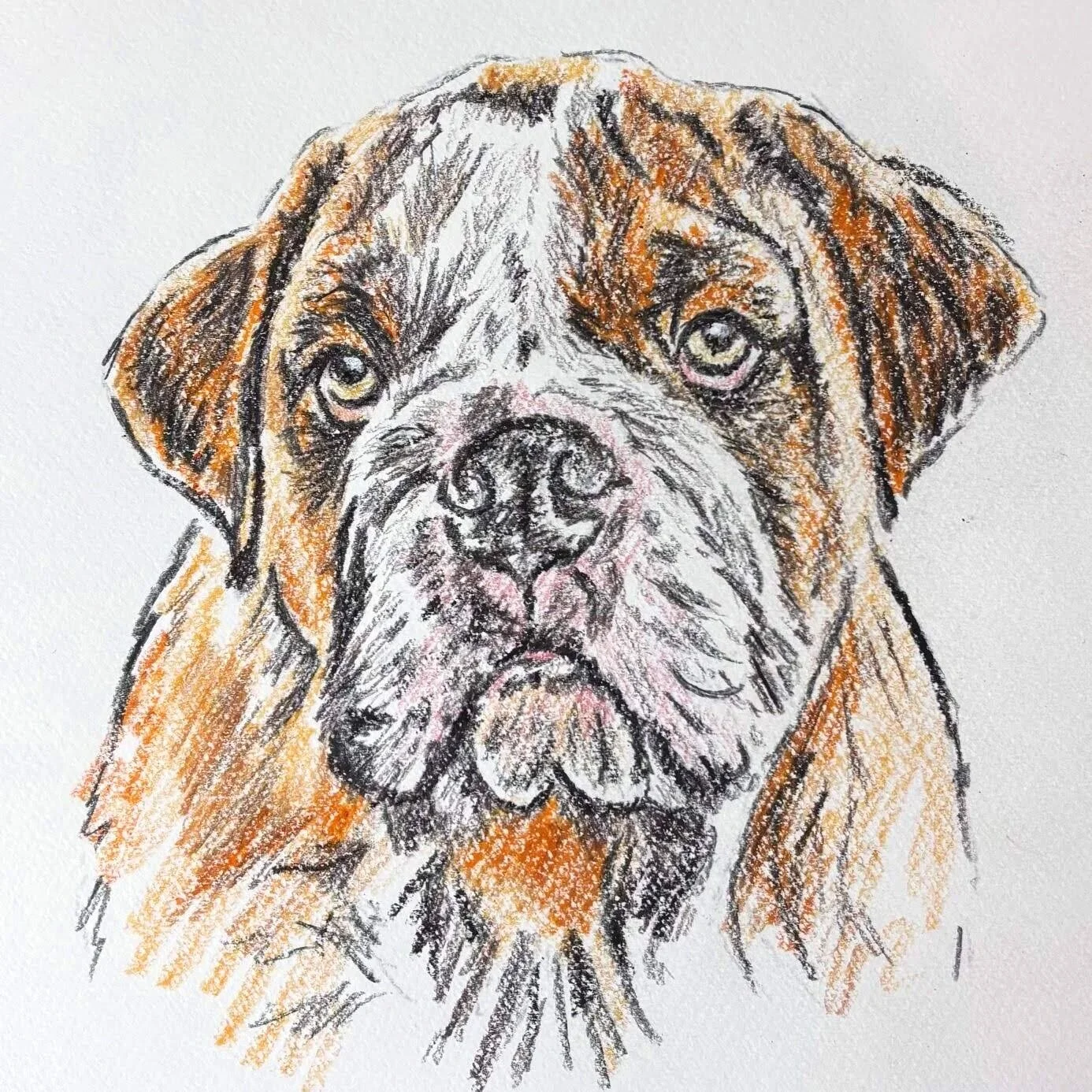 Expressive+bulldog+portrait+commission+example.jpg