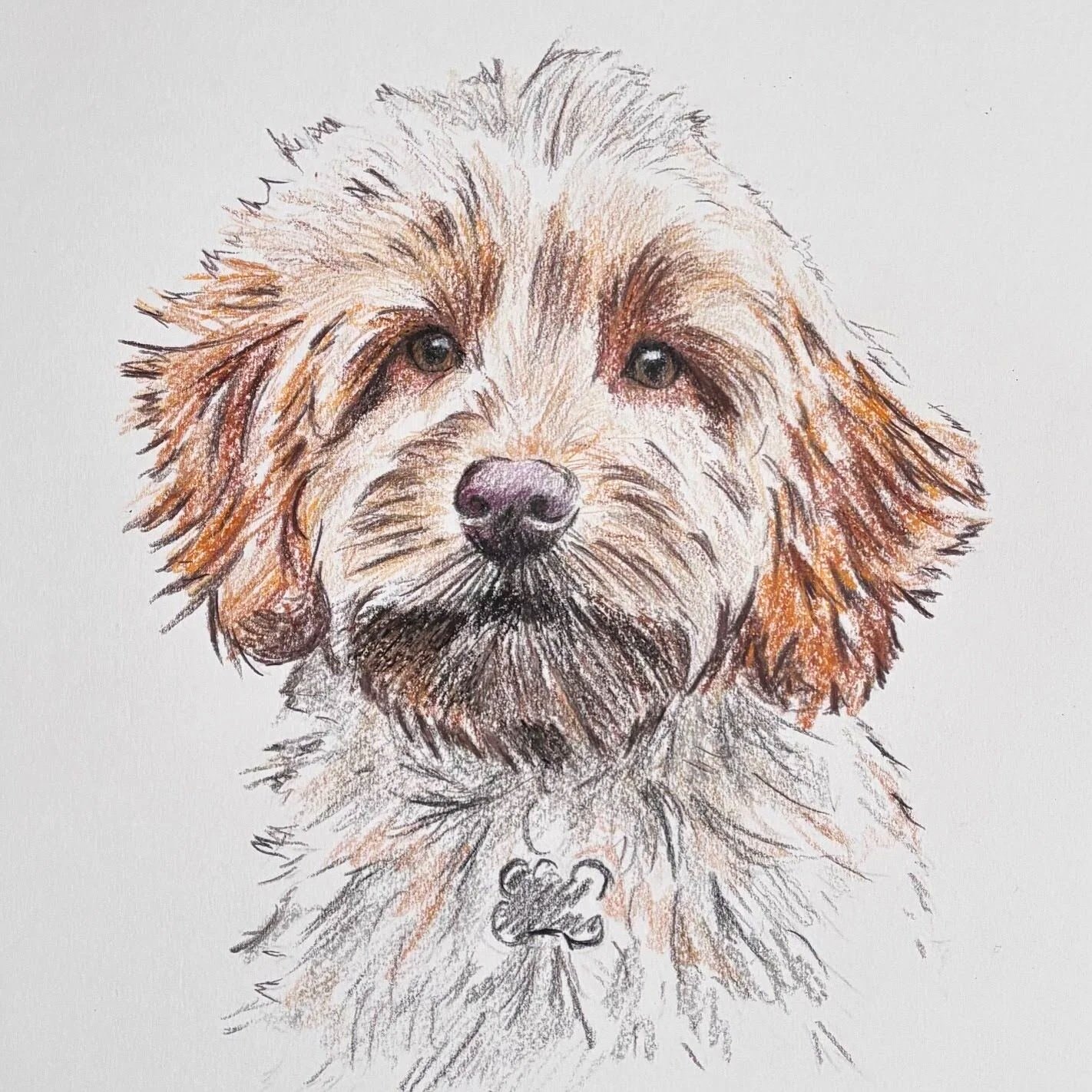 Hand-drawn+cockapoo+portrait+in+coloured+pencil.jpg