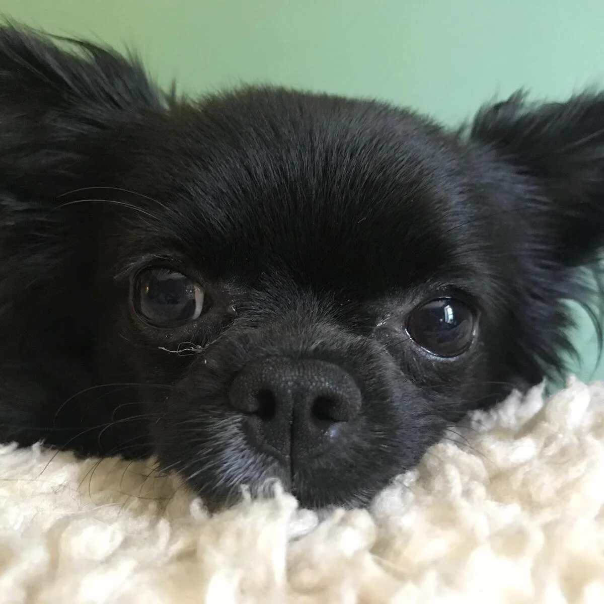 How to take the best photo for pet portraits from photos