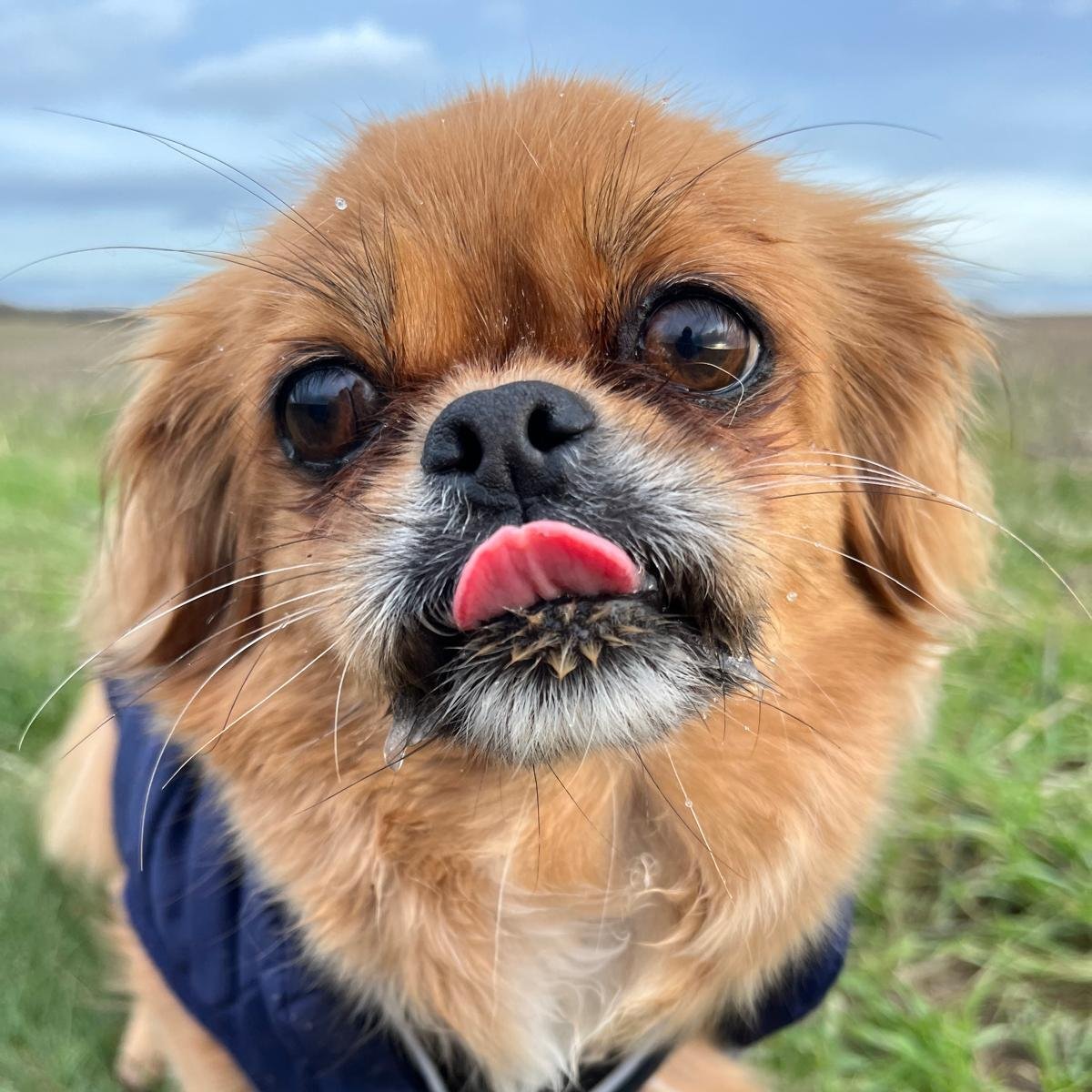 Eye-level dog photo suitable for custom pet portrait