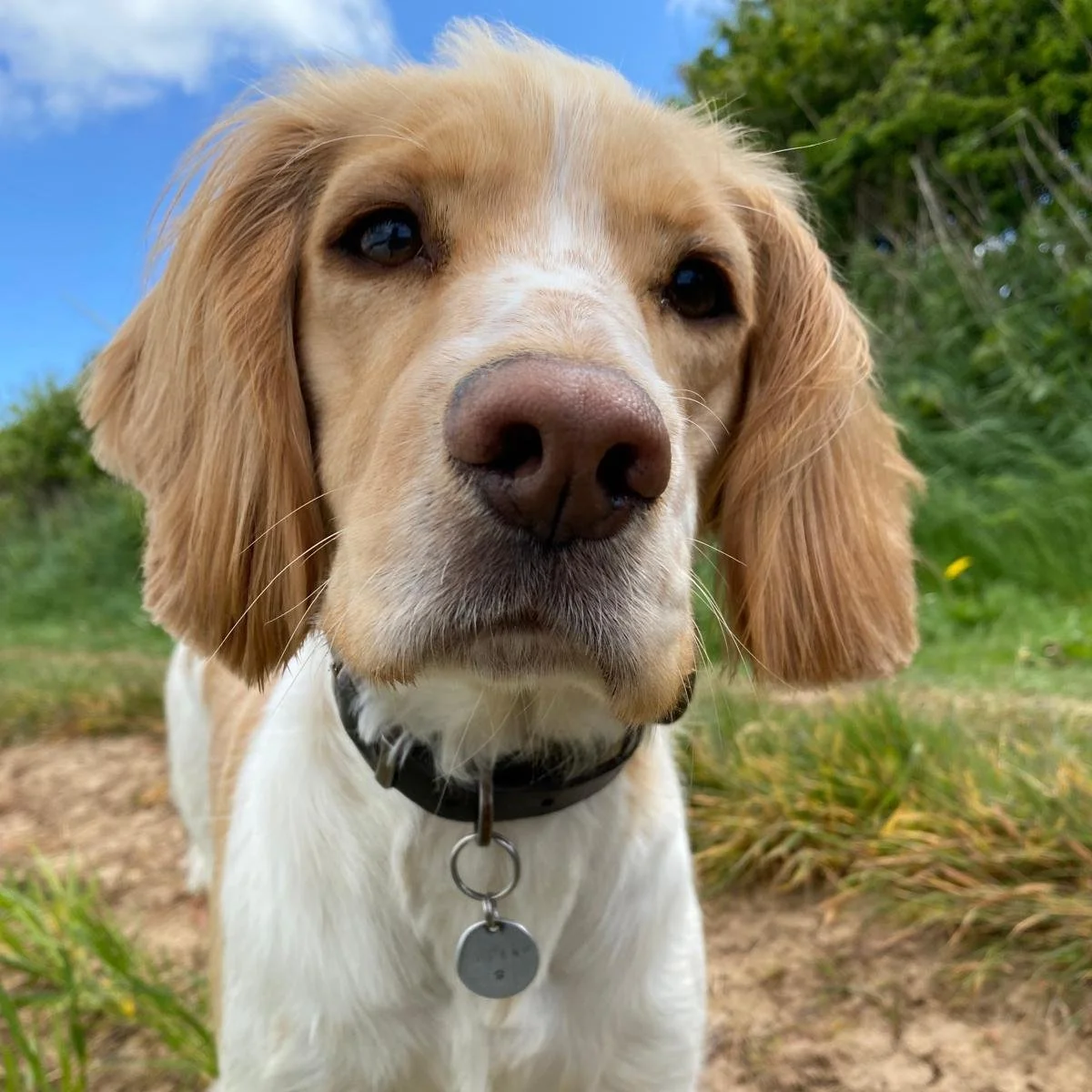 Eye-level dog photo suitable for custom pet portrait