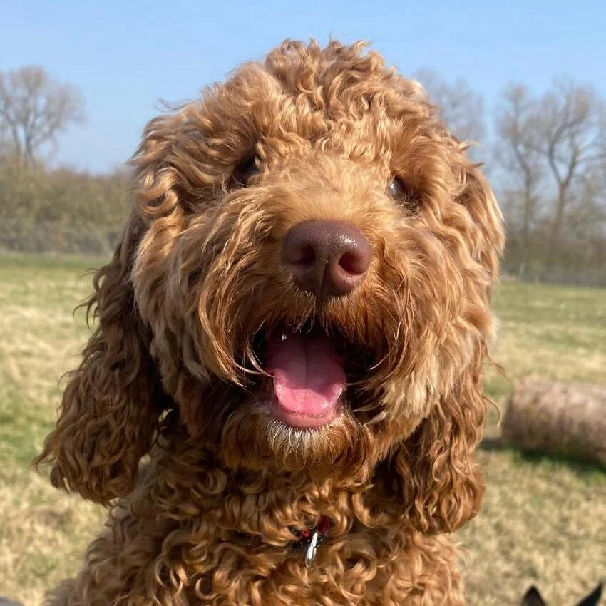 Dog against simple neutral background for portrait reference