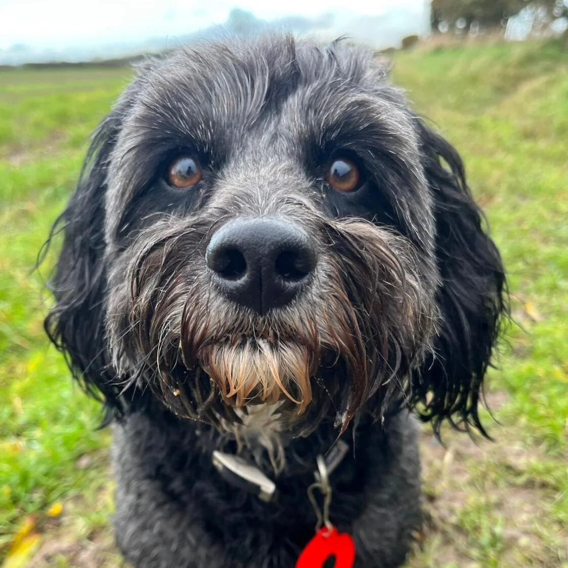 Dog against simple neutral background for pet portrait reference
