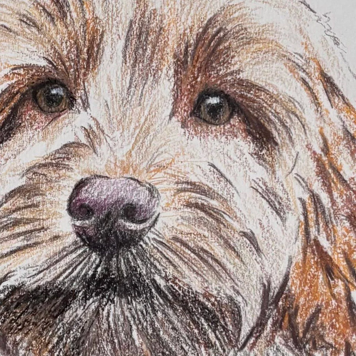 Close up coloured pencil fur texture