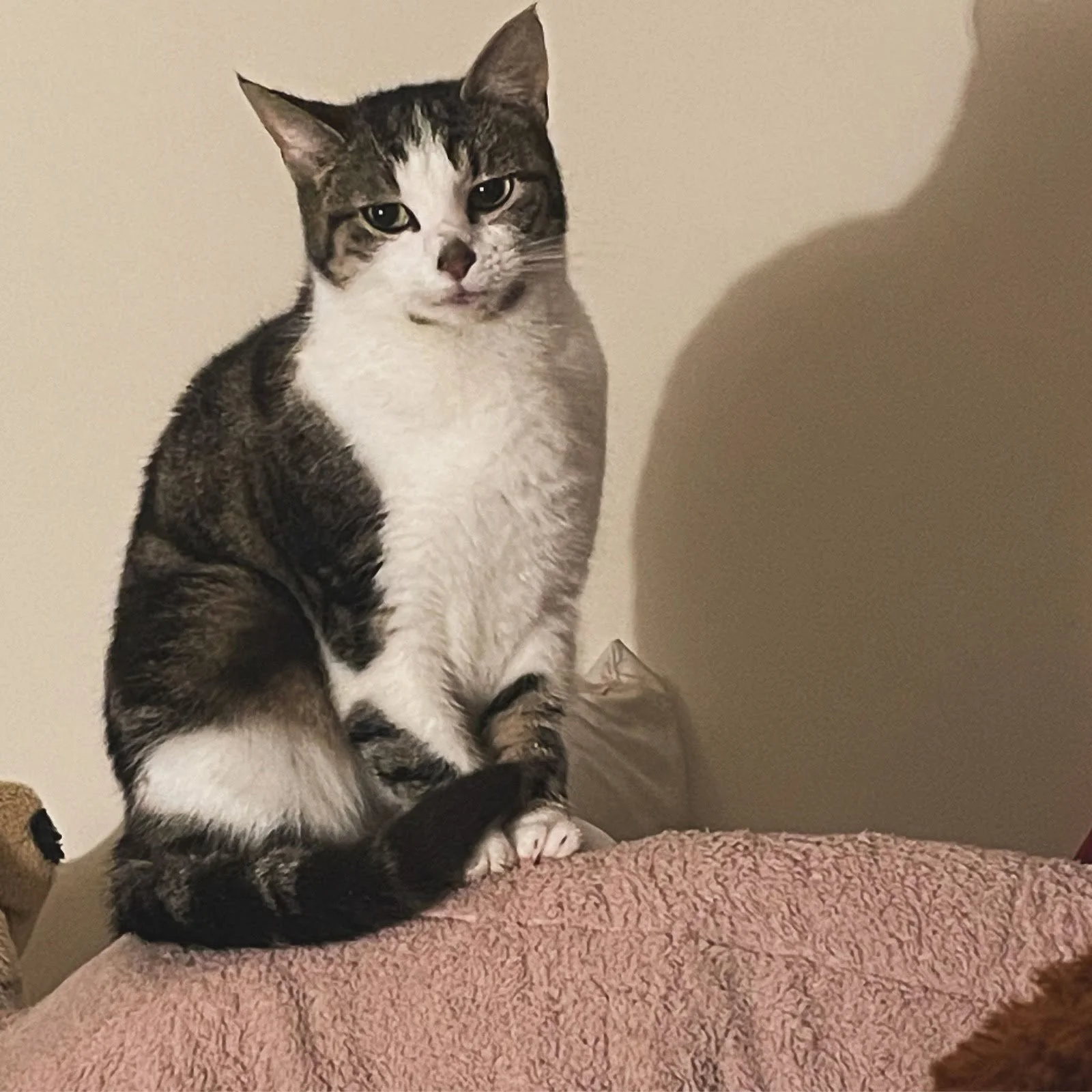 Reference photo of cat for memorial pet portrait