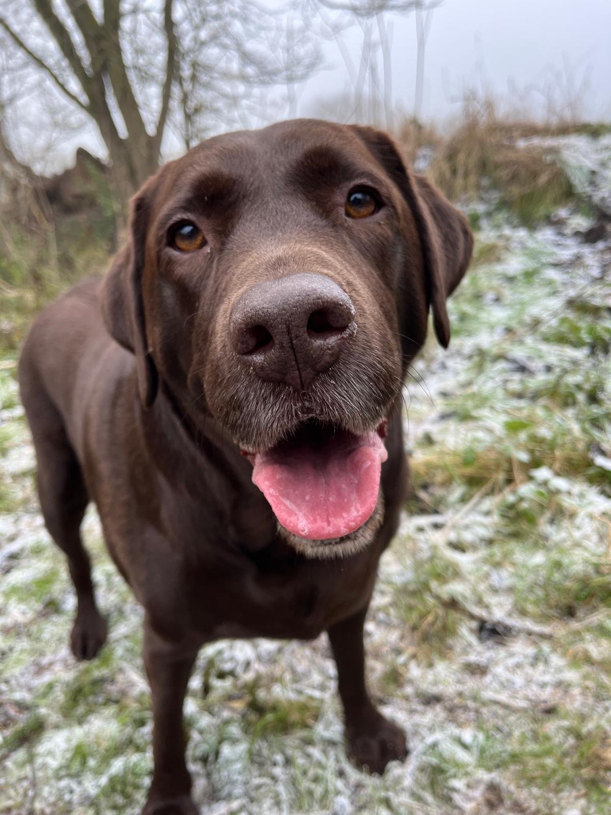 Simple background for a dog portrait reference photograph.jpg