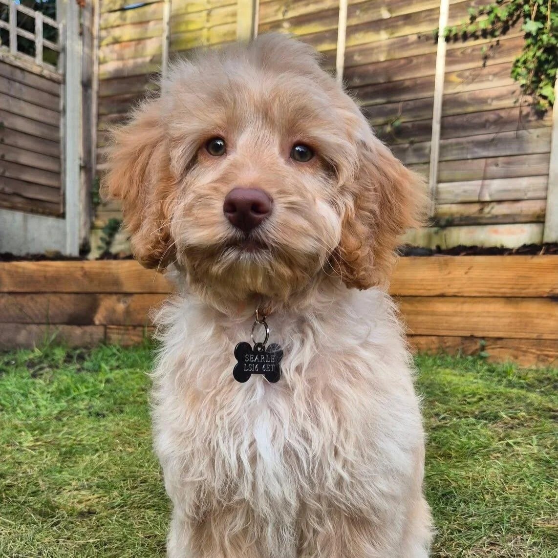 Reference photo of Maverick for his pet portrait