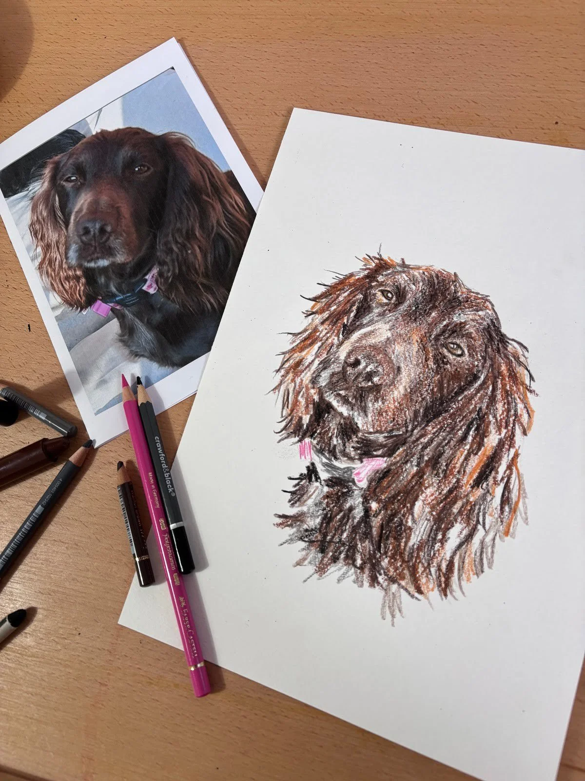 Reference photo next to finished working cocker spaniel drawing