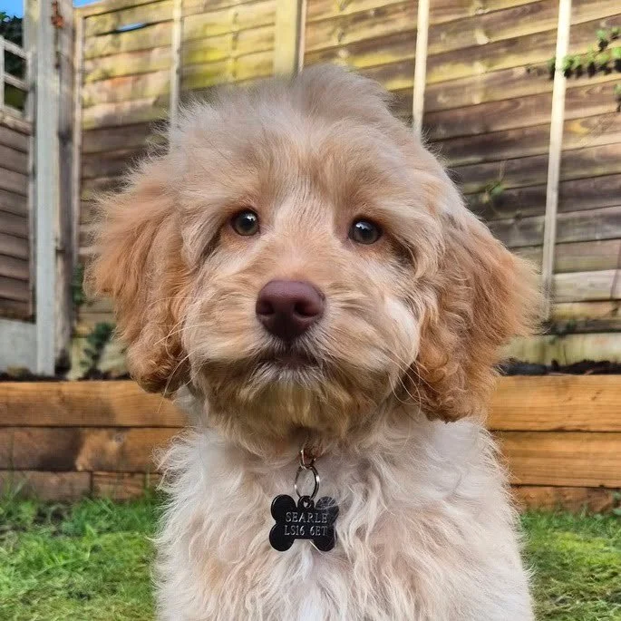 Reference photo of Maverick the fluffy cream cockapoo used for a custom pet portrait
