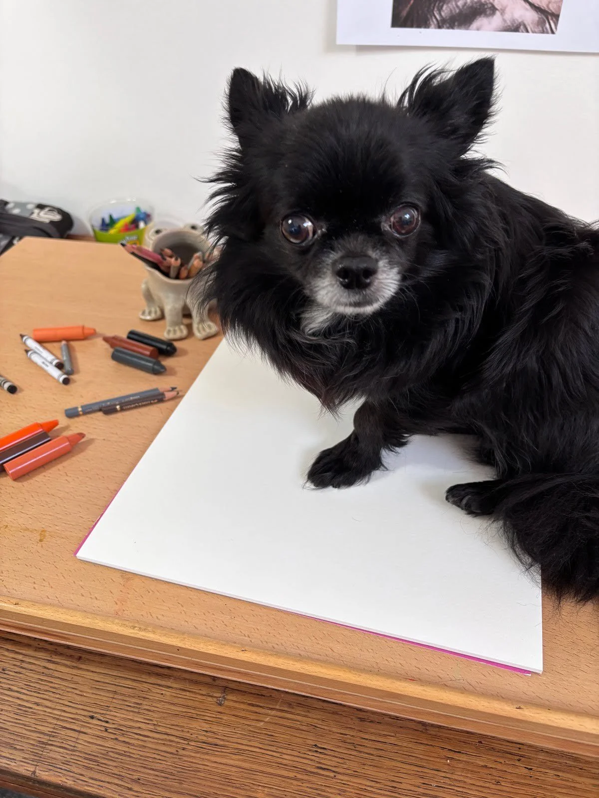 Badger on pet portrait artist desk
