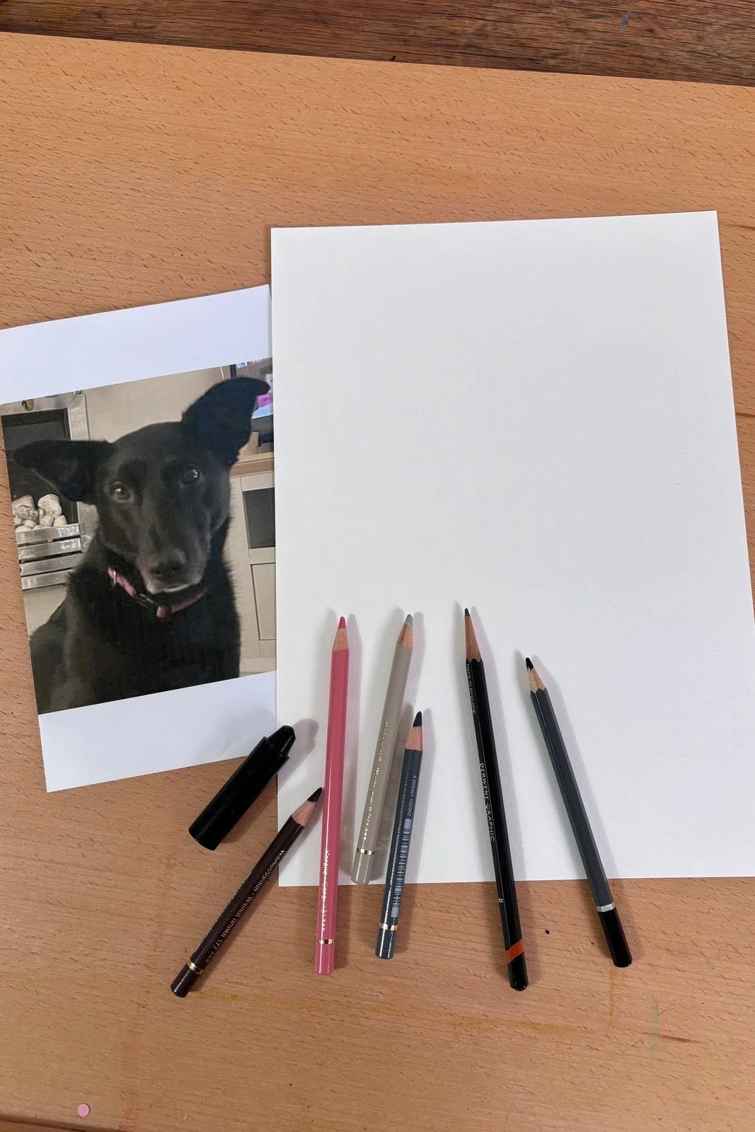 Reference photo for hand drawn pet portrait next to blank paper and pencils