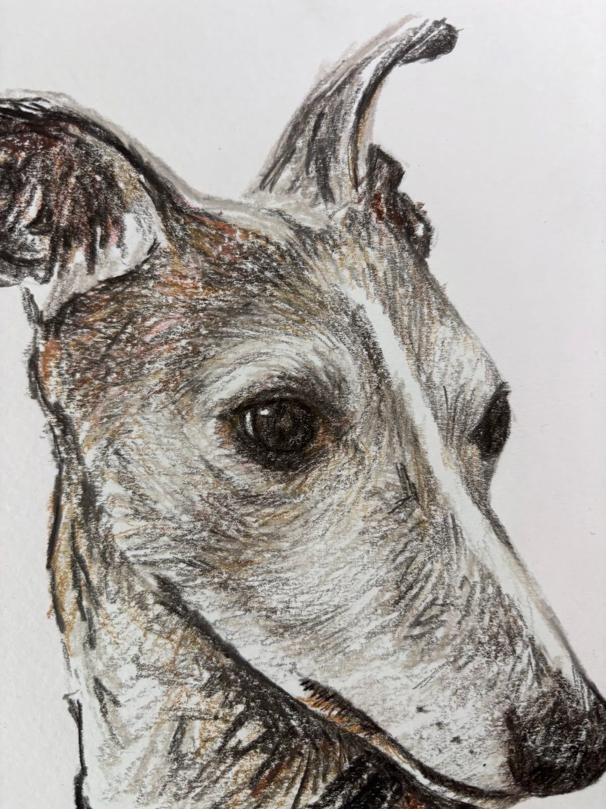Close up detail of Robbie the whippet drawing showing texture