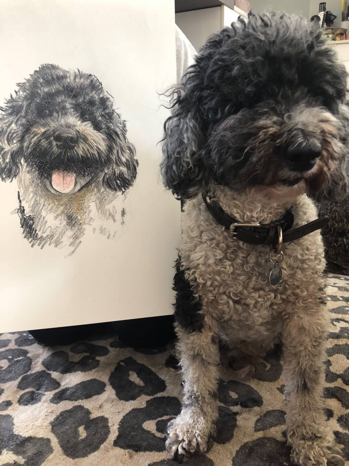 Noodle the Cockapoo next to his hand-drawn custom pet portrait