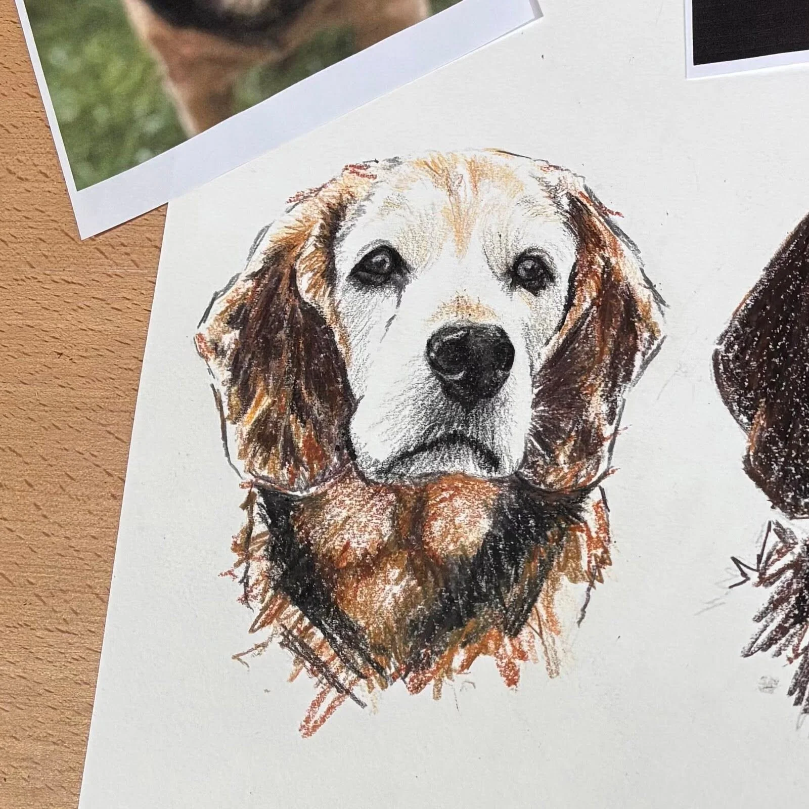 Close up detail of beagle portrait drawing