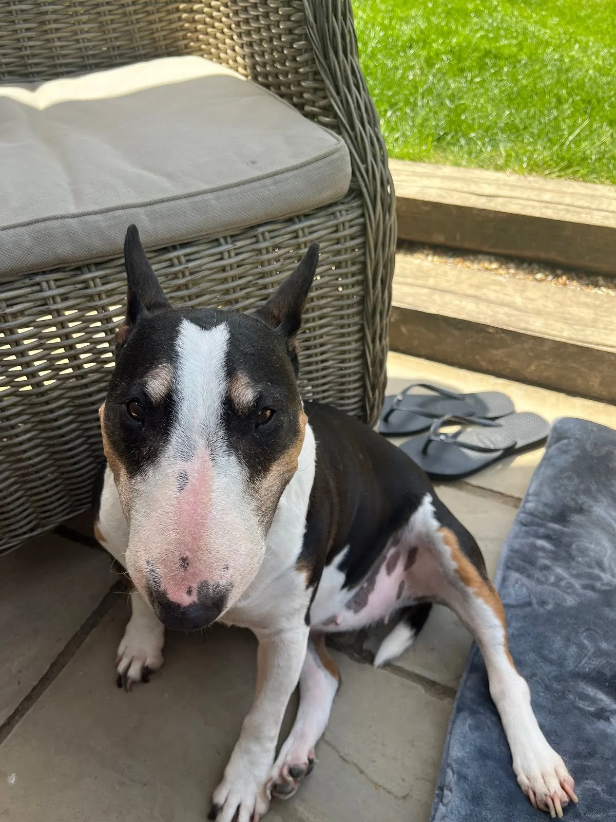 Reference photo of English bull terrier for hand-drawn pet portrait commission