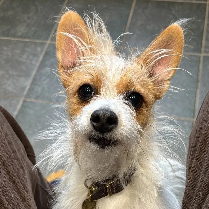 Reference photograph of Pebbles before her hand-drawn pet portrait