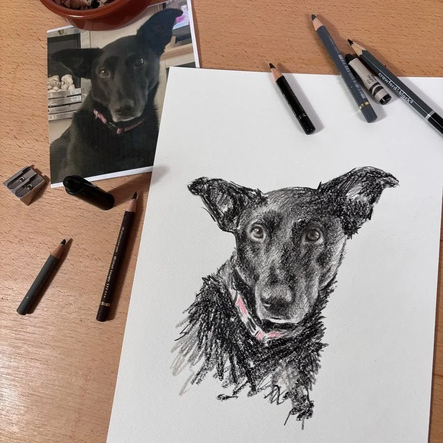 Hand drawn black rescue crossbreed dog pet portrait of Hope created from a photo using coloured pencil and wax crayon