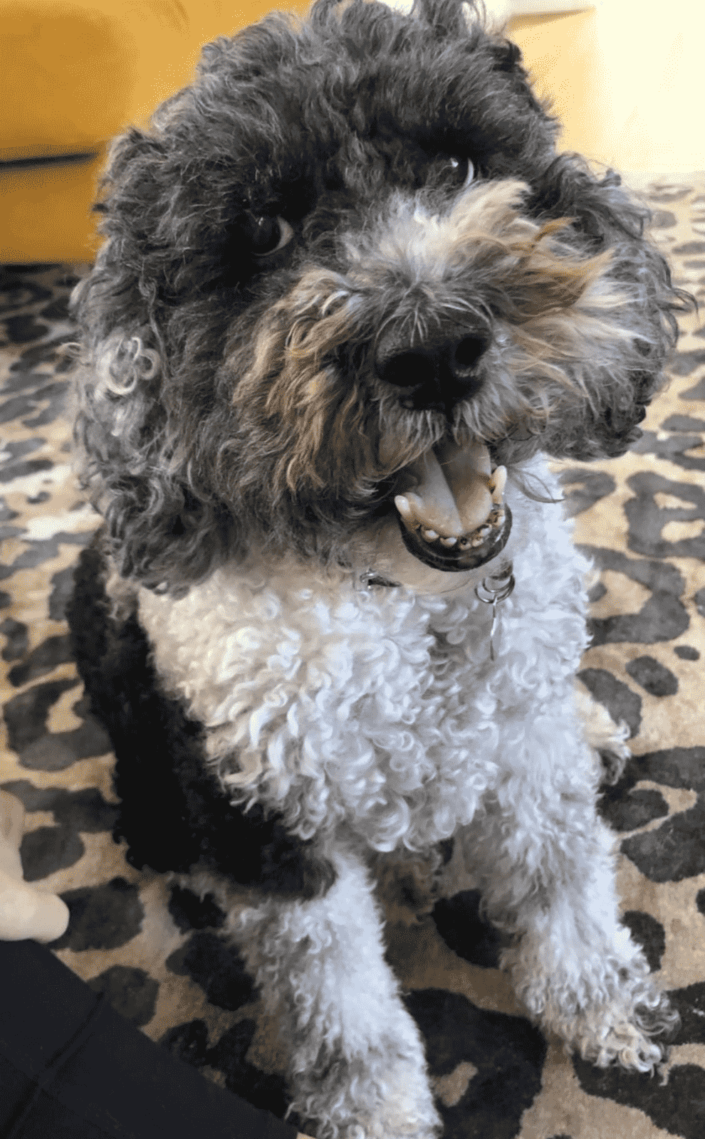 Reference photo of Noodle the Cockapoo for his custom pet portrait