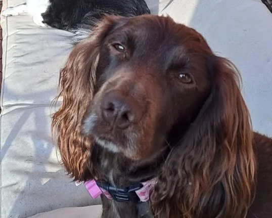Reference photo of Star the working cocker spaniel with chocolate brown coat and long ears sitting on an outdoor sofa