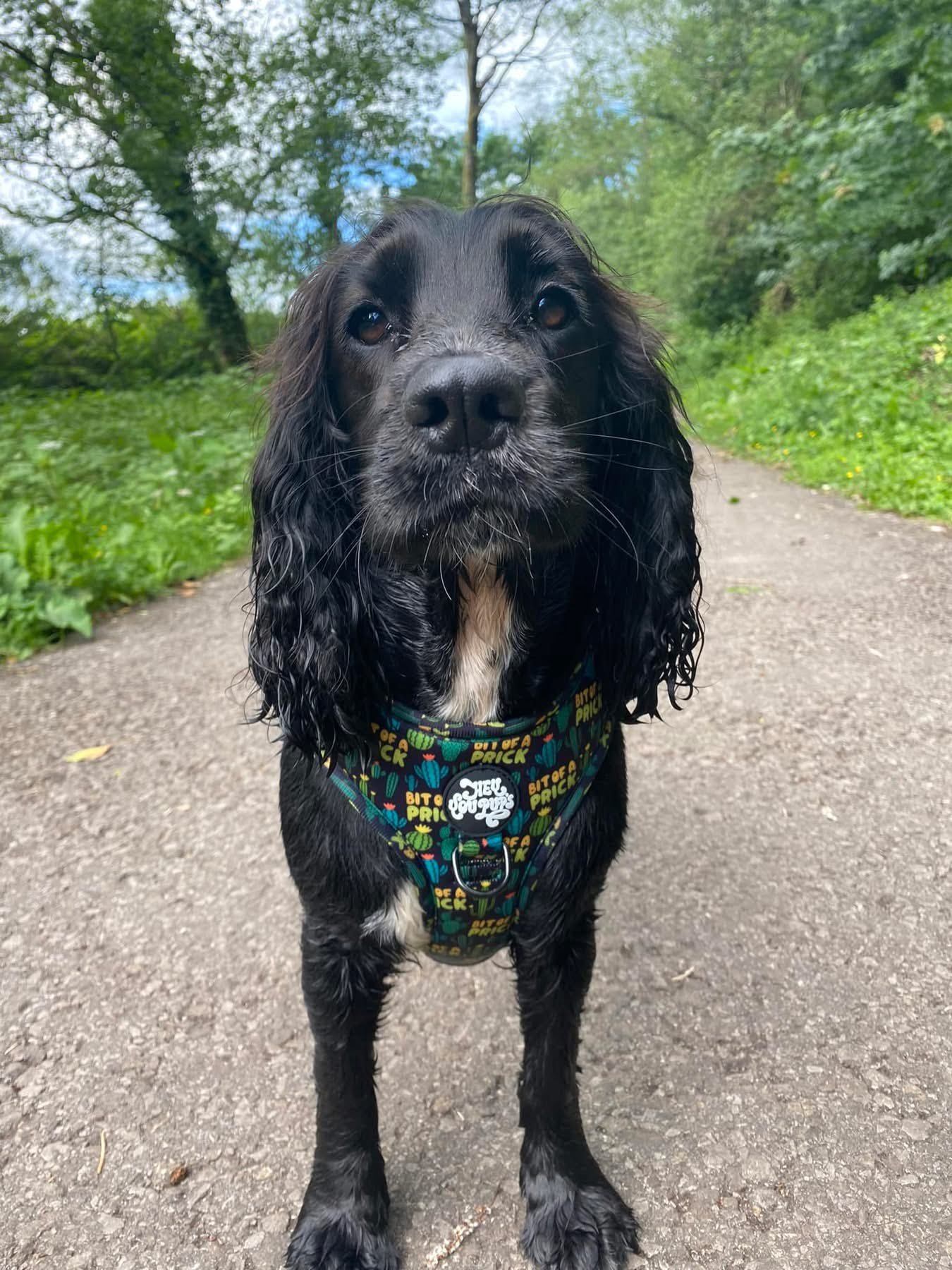 Reference photo of Tilly cocker spaniel for custom pet portrait