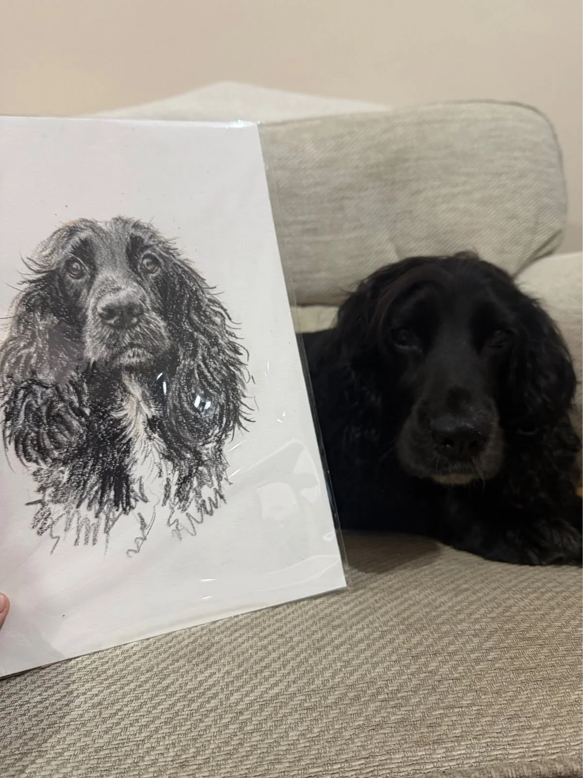 Tilly the cocker spaniel next to her custom pet portrait