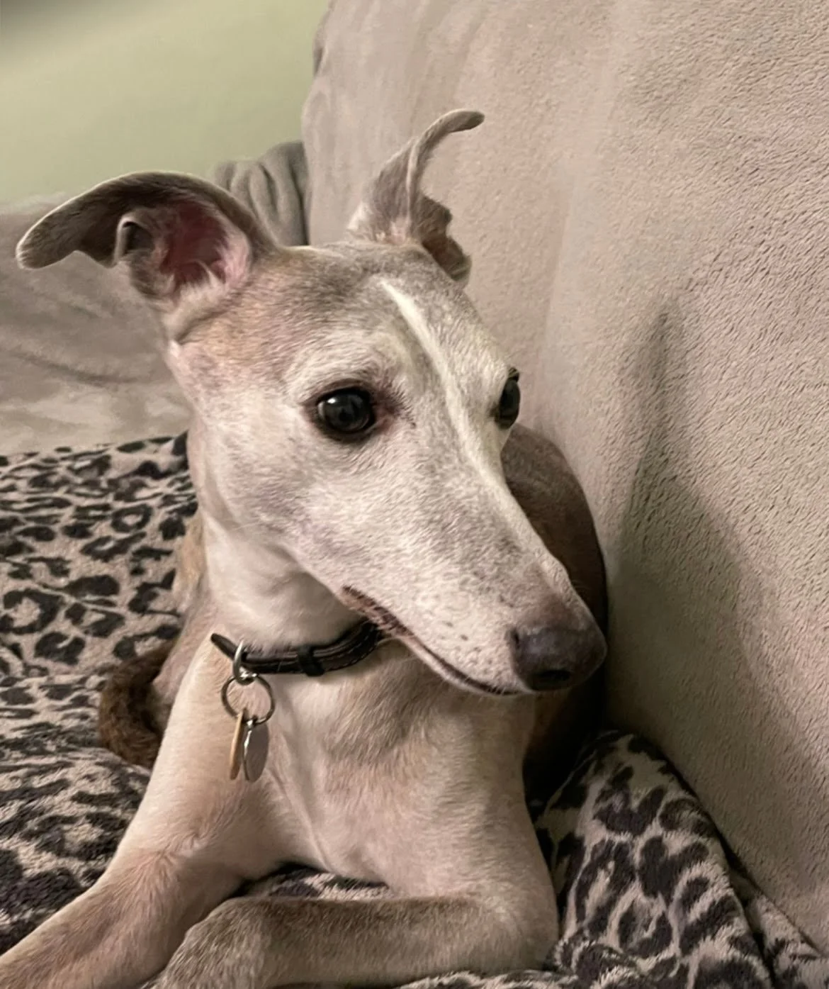 Reference photo of whippet for hand drawn pet portrait