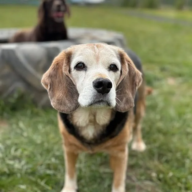 Reference photo of Rocky the beagle used for a custom pet portrait