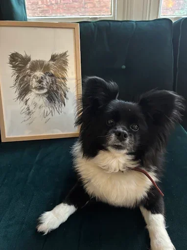 Rocky the papillon cross next to his hand drawn pet portrait