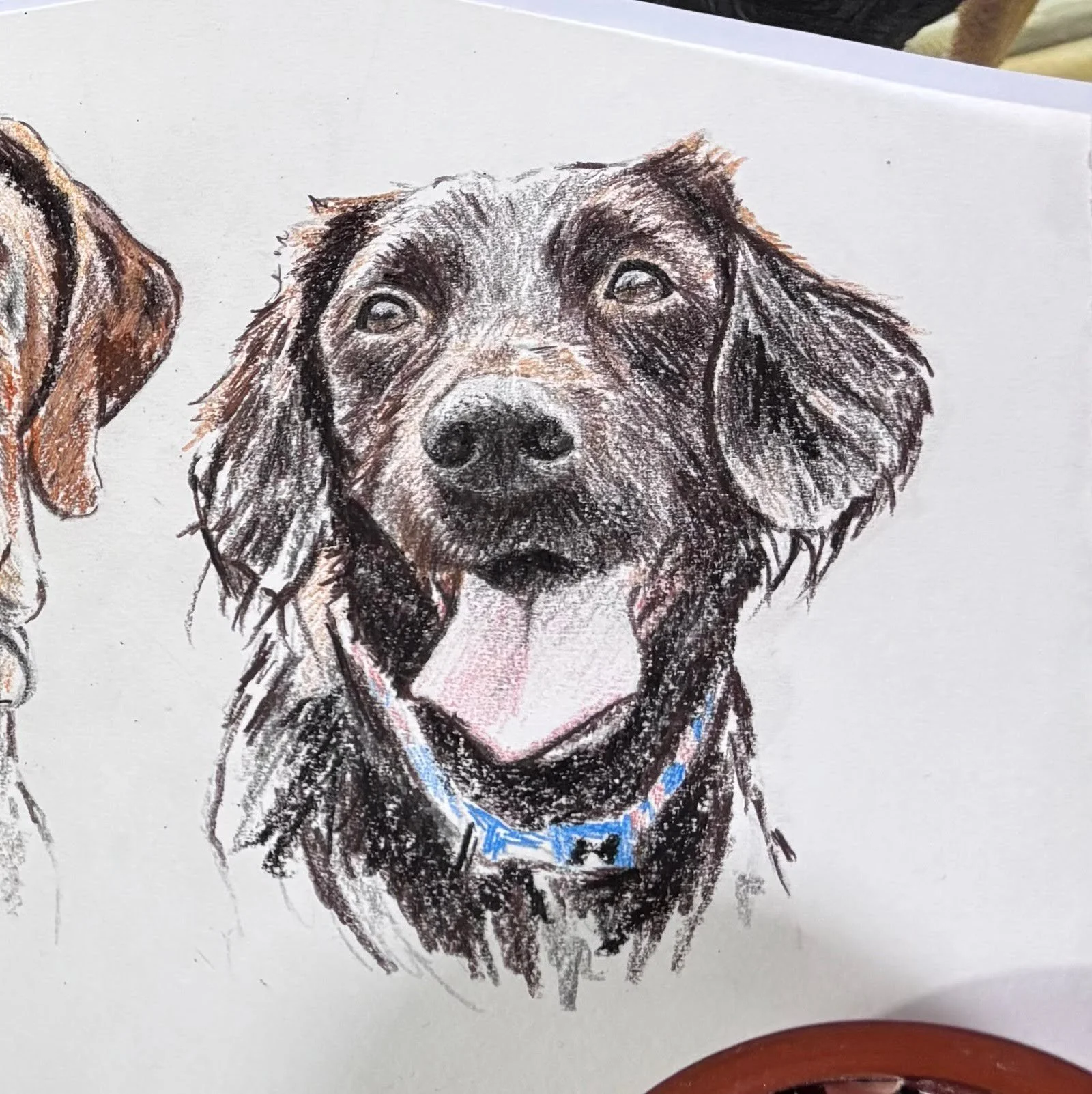 Close up detail of springer lab cross portrait drawing
