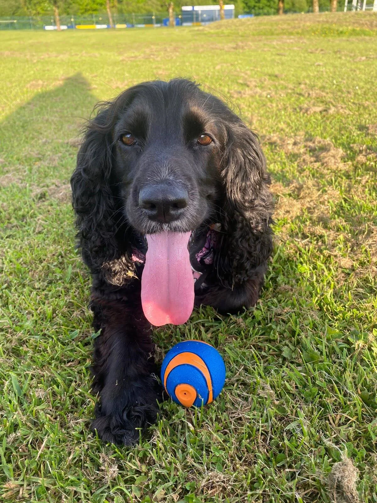 Reference photo of cocker spaniel for hand-drawn pet portrait