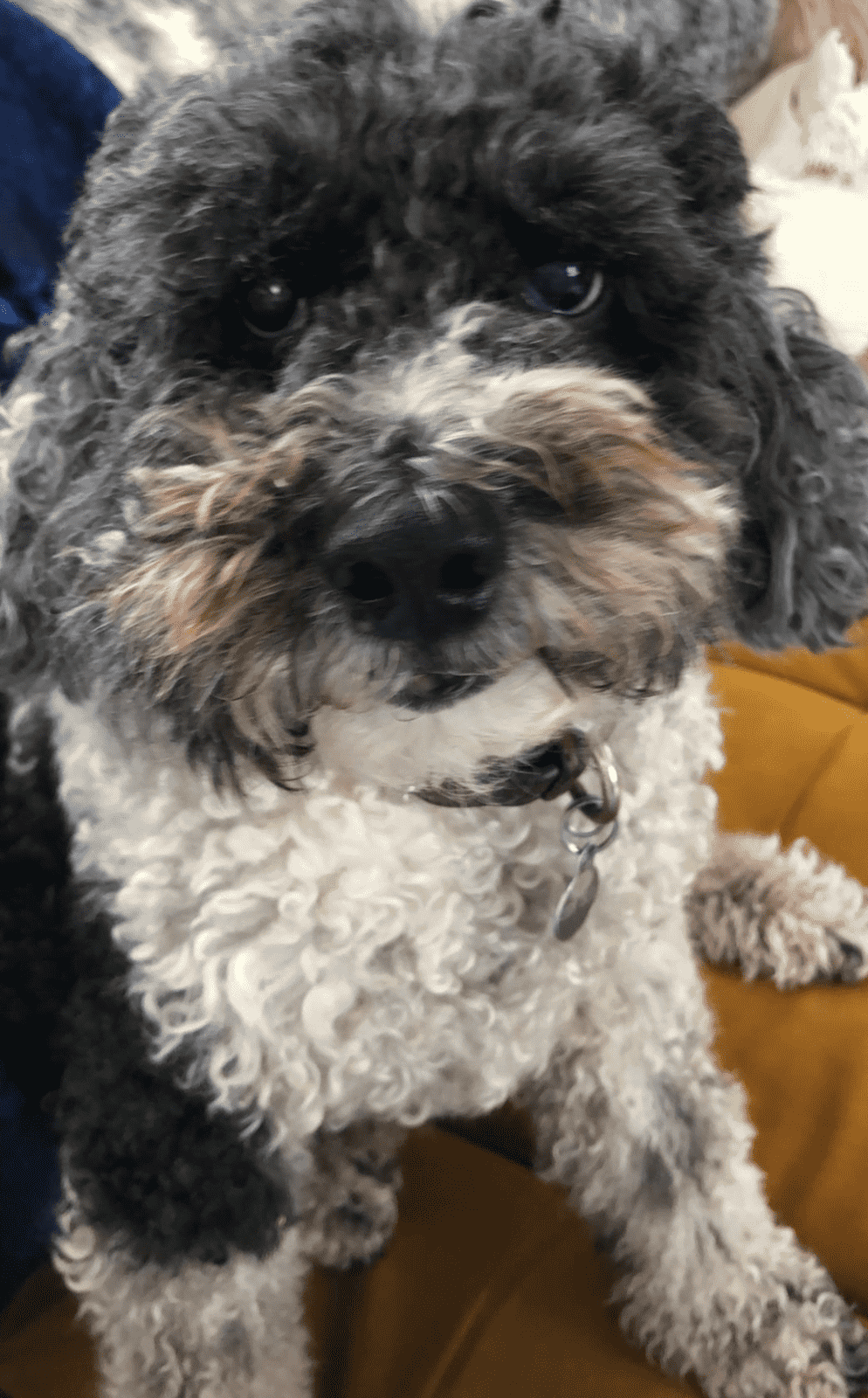 Reference photo of Noodle the Cockapoo for his hand-drawn pet portrait
