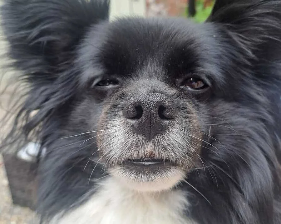 Reference photo of Rocky the Papillon Chihuahua cross dog with black and white fur and large feathered ears