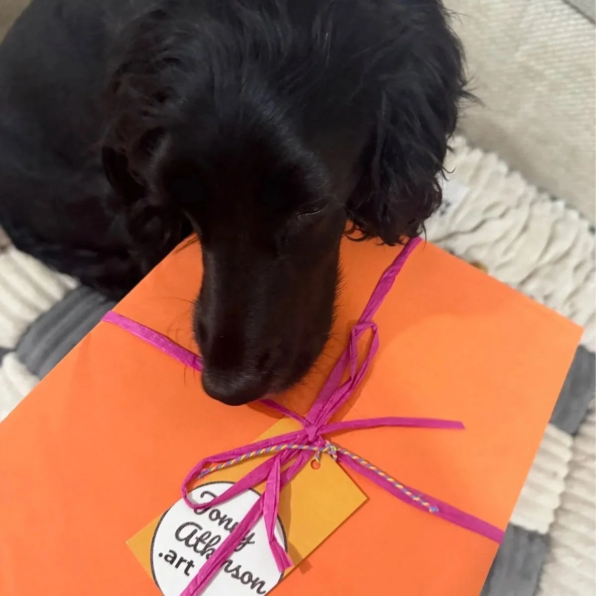 Tilly the cocker spaniel next to her packaged pet portrait