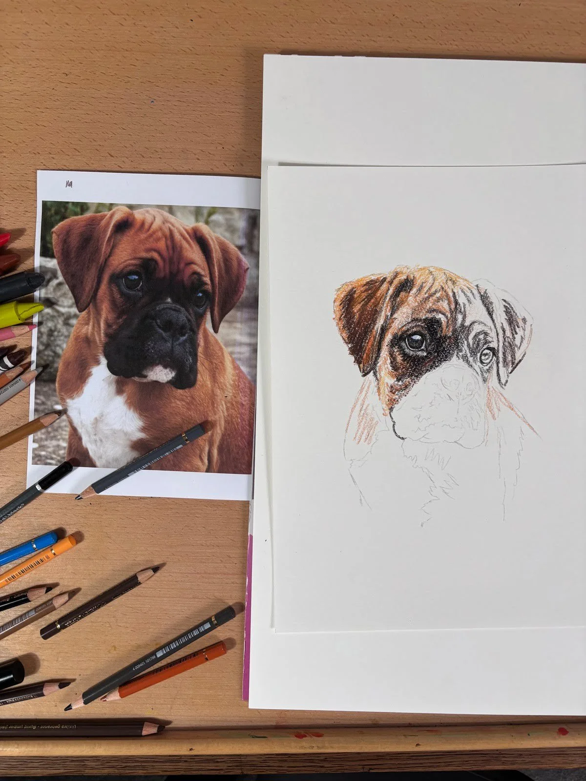 Boxer dog portrait in progress using coloured pencil
