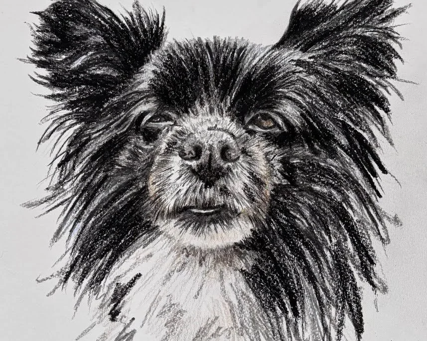 Hand-drawn coloured pencil and wax crayon portrait of Rocky the Papillon Chihuahua cross dog