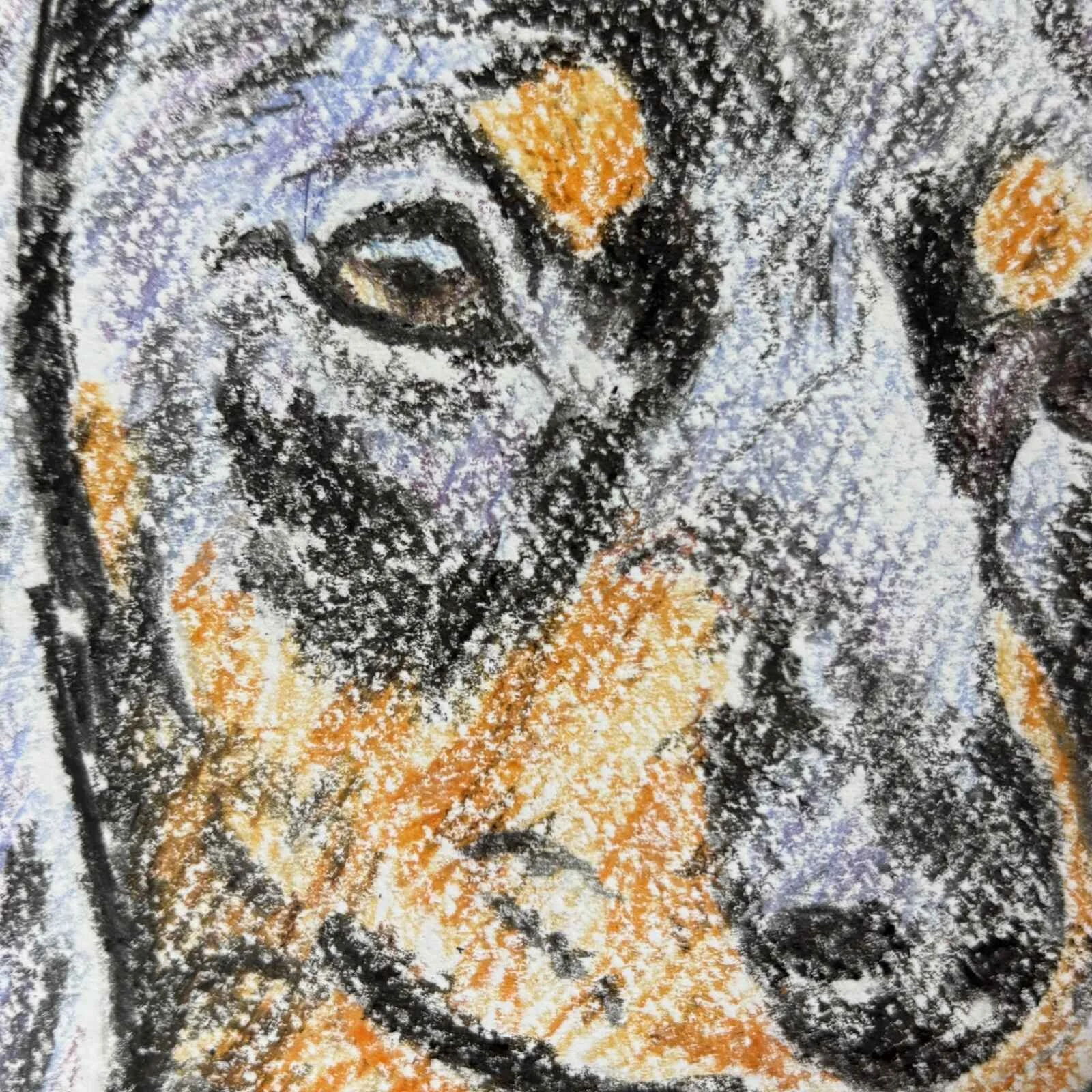 Close up coloured pencil fur detail
