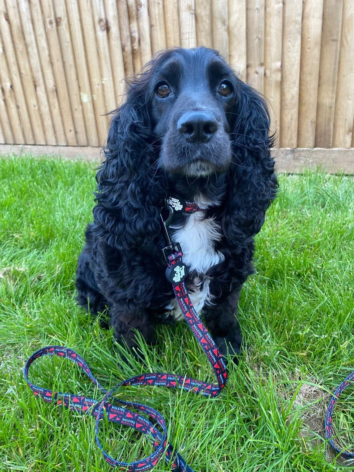Reference photo of Tilly black cocker spaniel for custom pet portrait