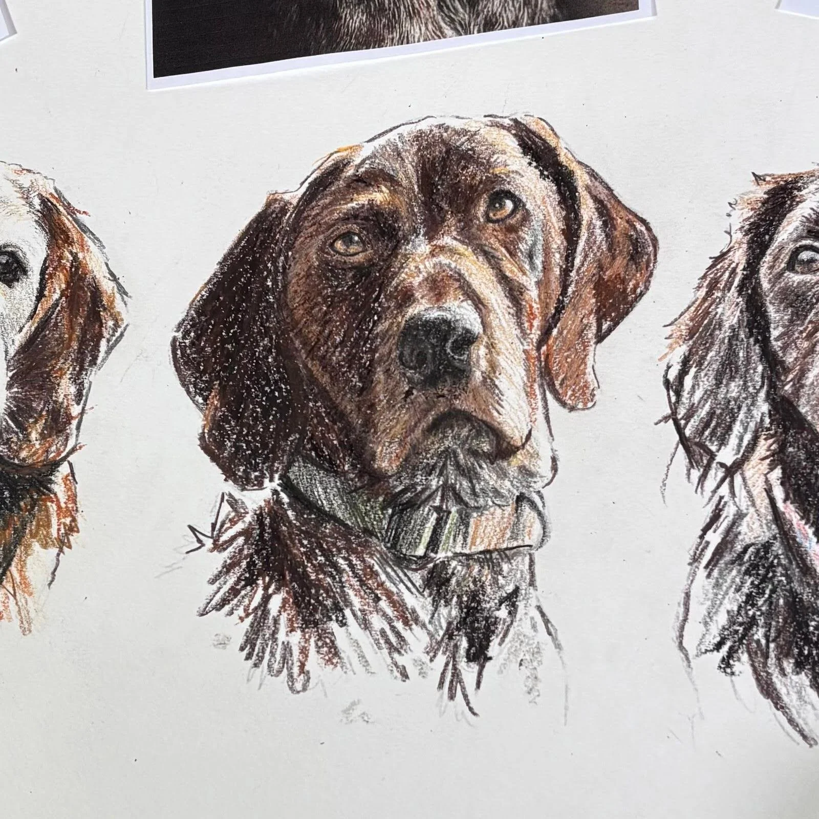 Close up detail of German shorthaired pointer portrait drawing