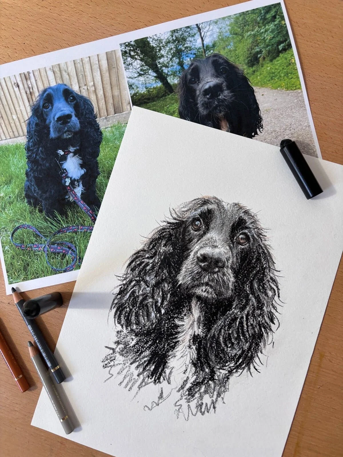Custom cocker spaniel portrait next to reference photo