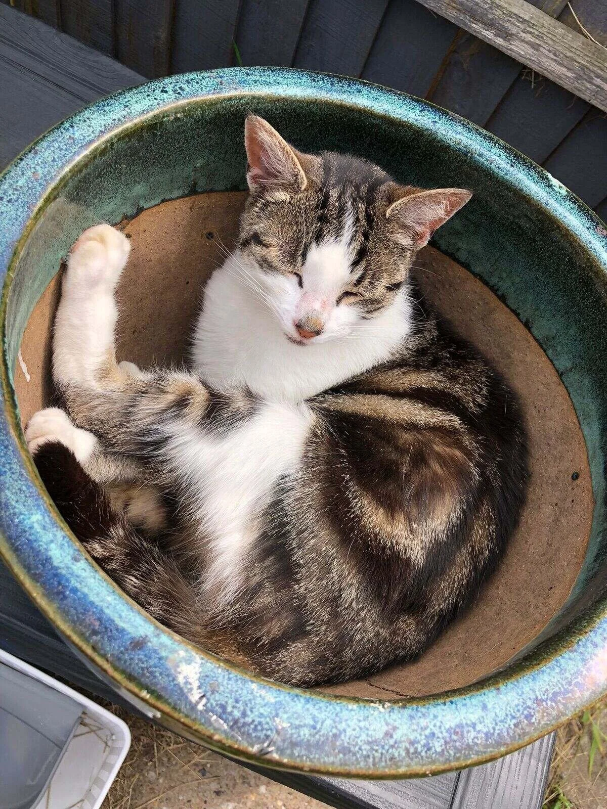 Reference photo of cat sleeping for memorial pet portrait